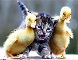 Kitten and ducklings having fun